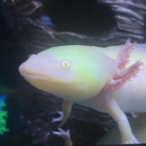 Meet your Posher, Helen